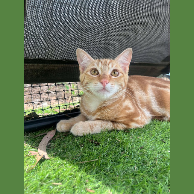 Photo of Pappardelle