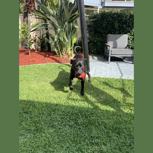 Photo of Boof   2 Year Old Labrador X Staffy