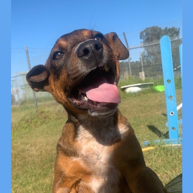 Photo of Rusty