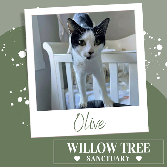 Photo of Olive