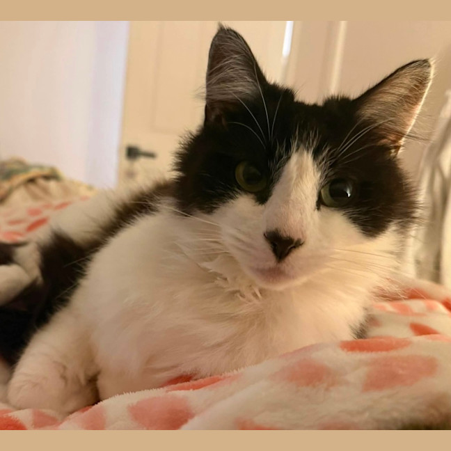 Photo of Puss 