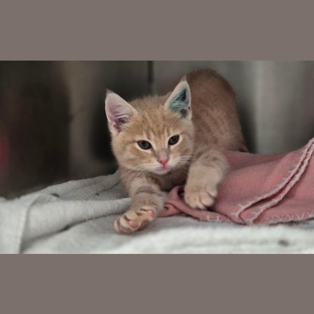 Photo of Louie