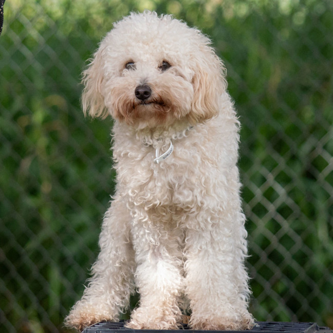 Photo of Lenny