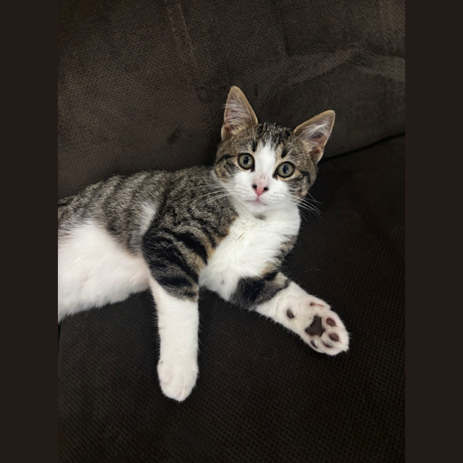 Photo of Muffin