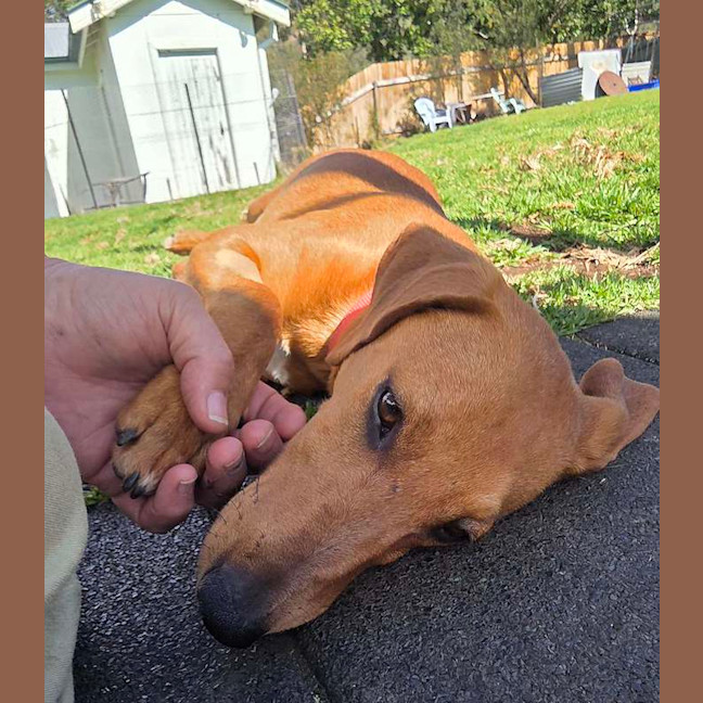 Photo of Daisy