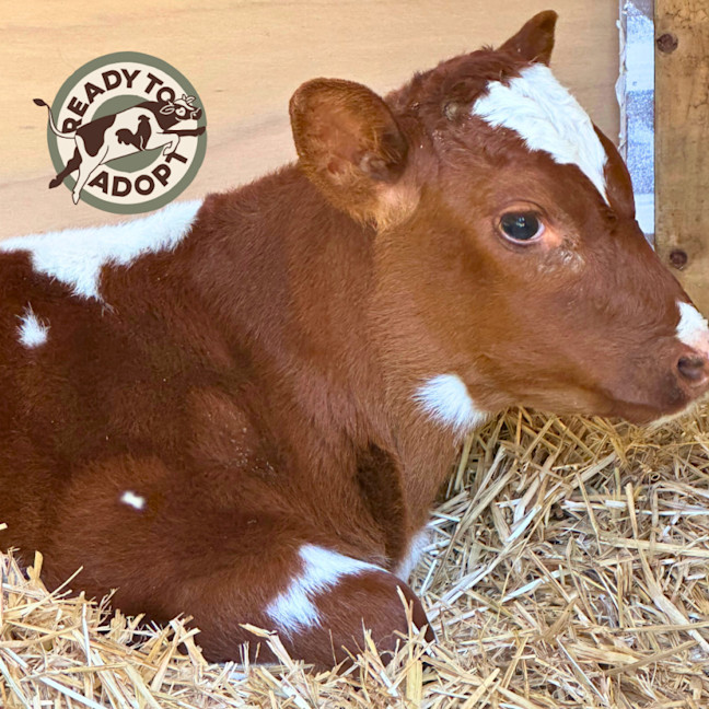 Photo of Albert, Oscar & Teddy