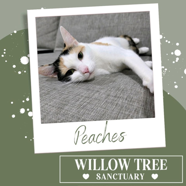 Photo of Peaches