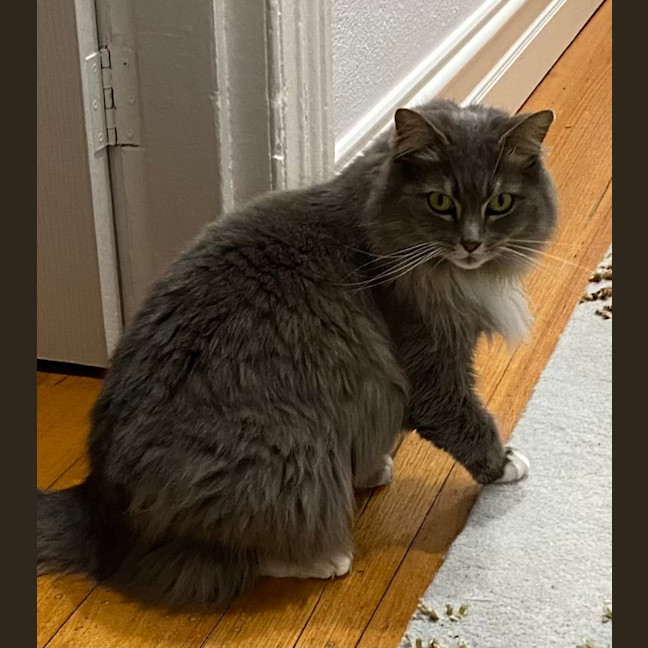 Photo of Bonita   In Foster Care In Brunswick