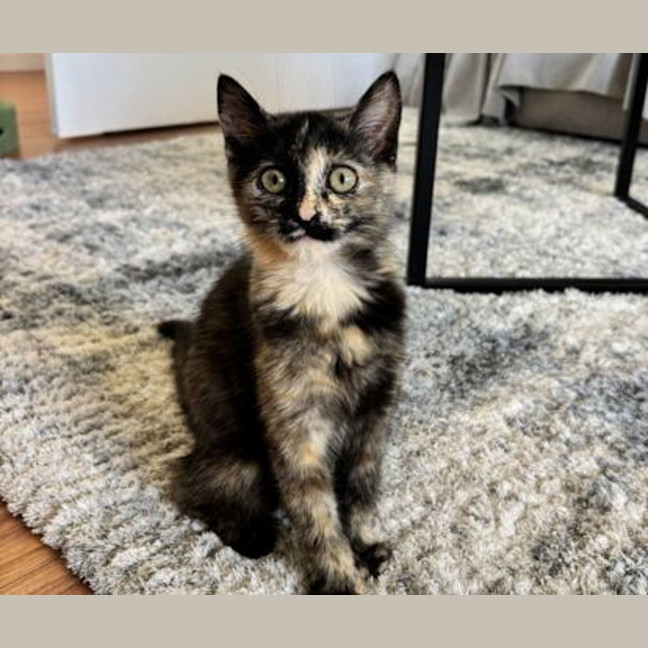 Photo of Daisy