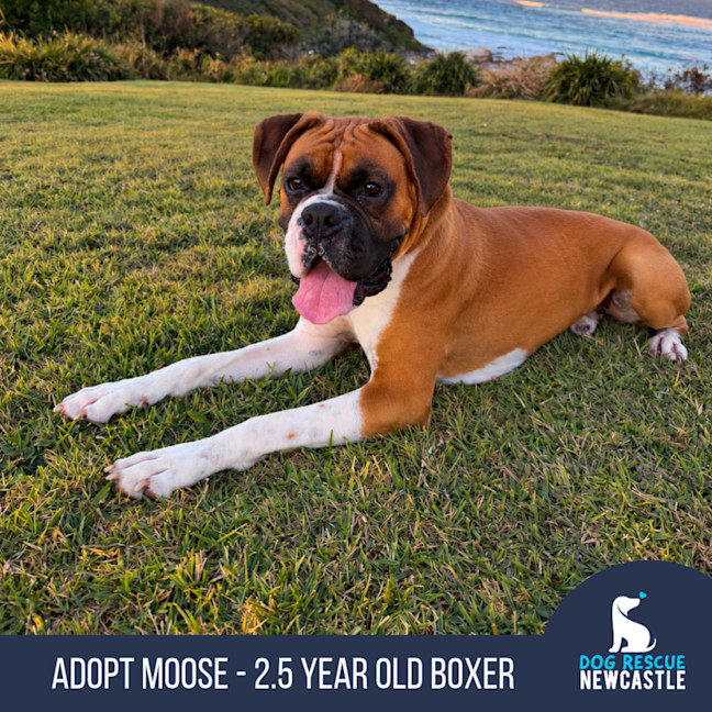 Photo of Moose   2.5 Year Old Boxer