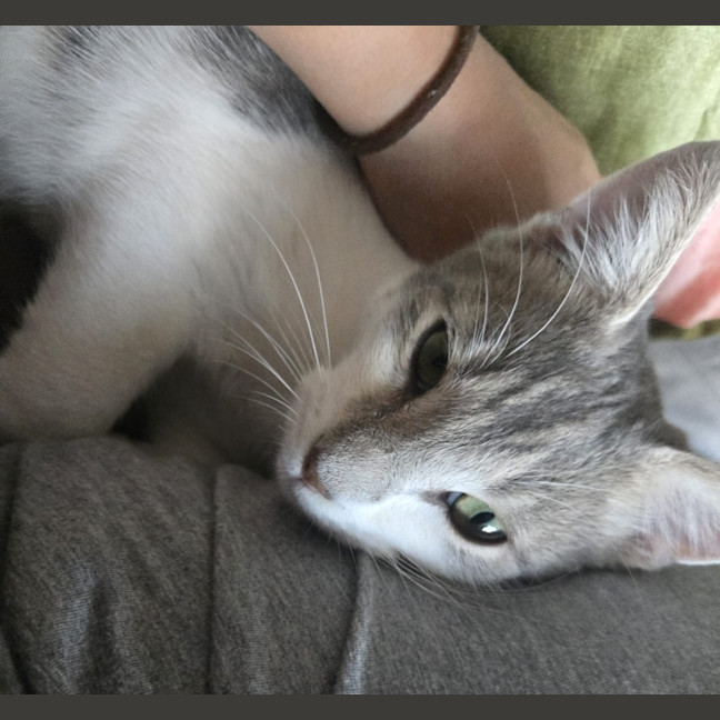 Photo of Rocket