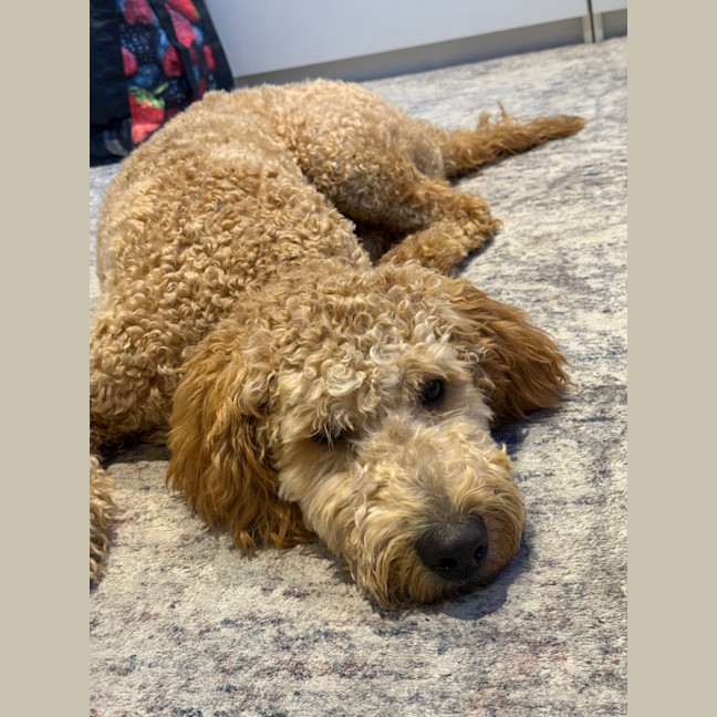 Photo of Milo