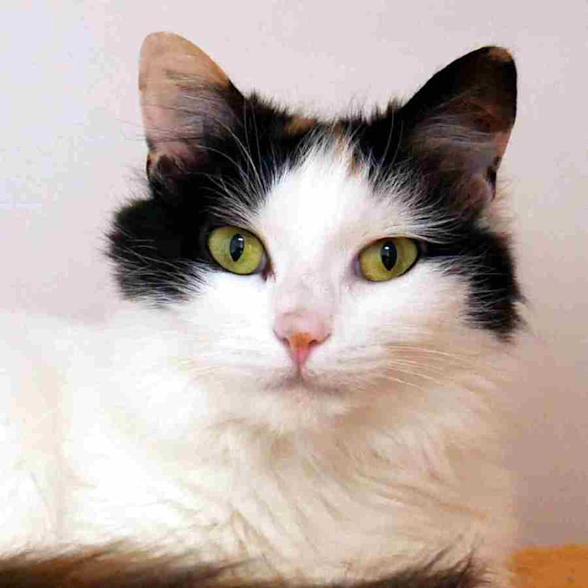 Photo of Morticia Sta013057