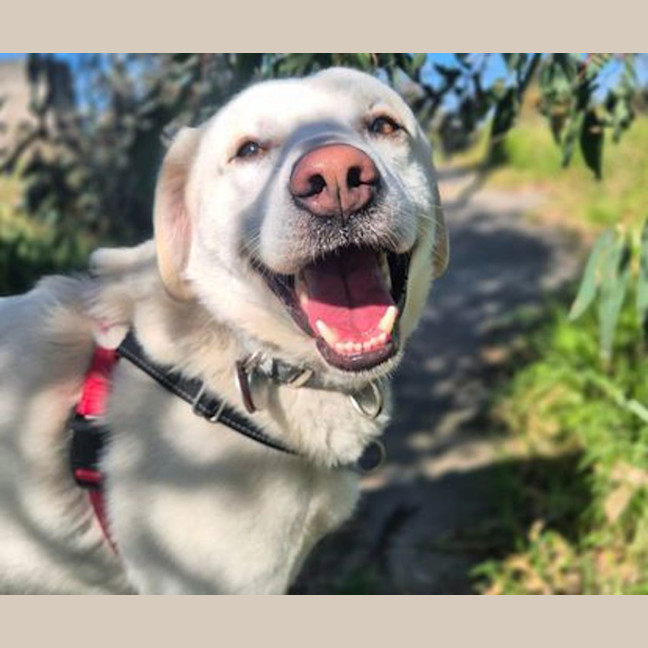 Photo of Toby