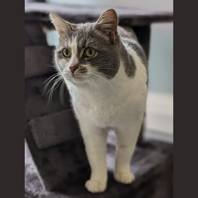 Photo of Misty