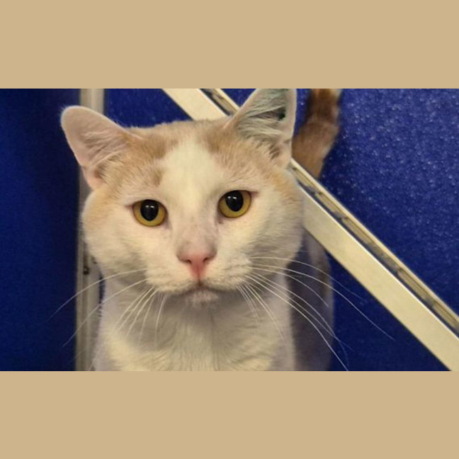 Photo of Biscuit