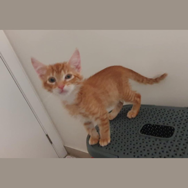 Photo of Lemon & Lime 