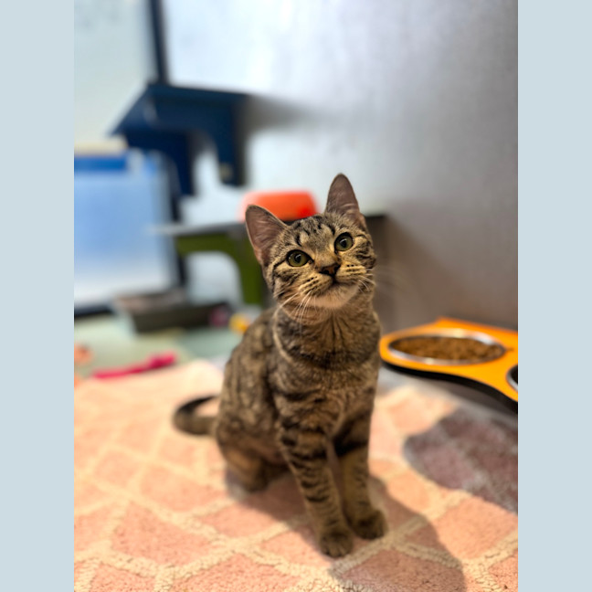 Photo of Sarsha