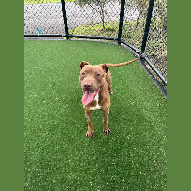 Photo of Cinnamon Imp 2194