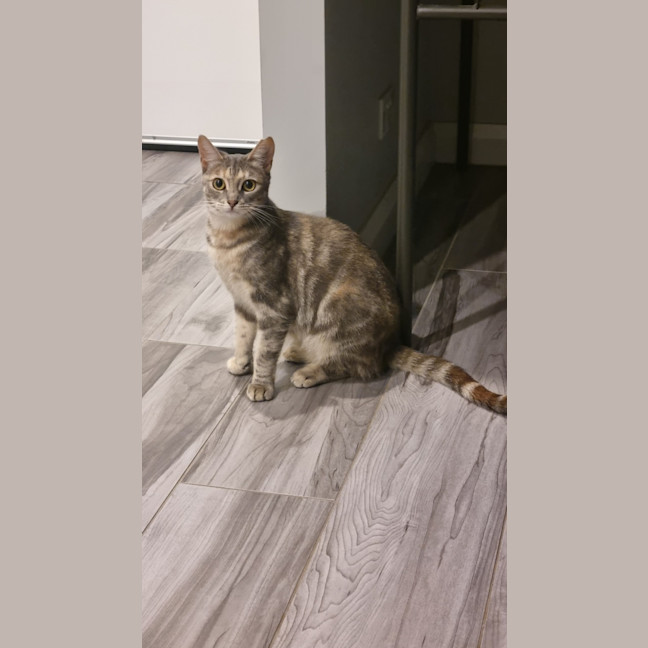 Photo of Romeo And Ella Bonded Pair 