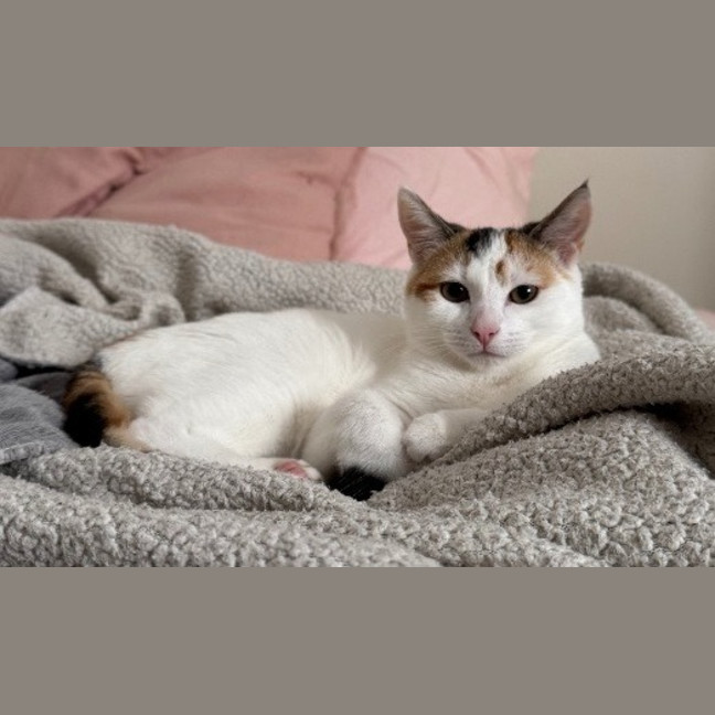 Photo of Rose