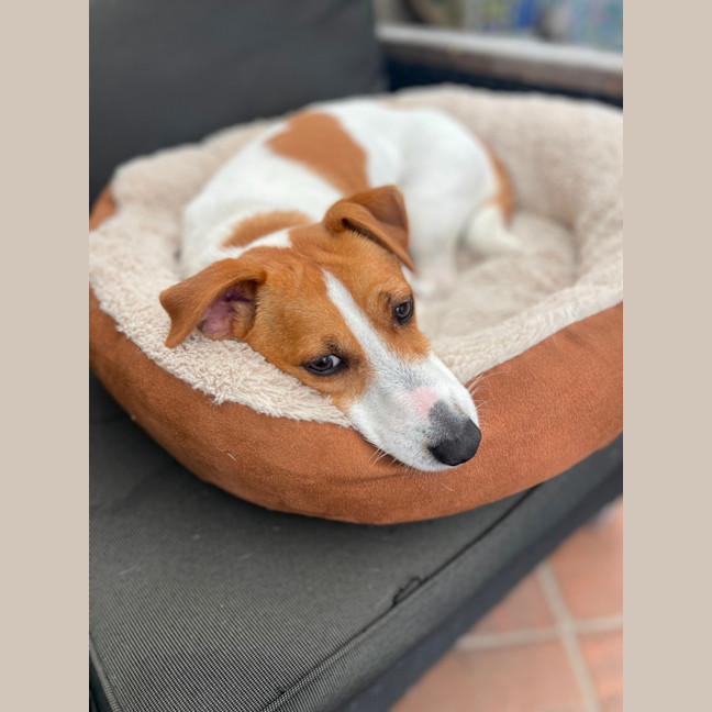 Photo of Elsa   3 Year Old Jack Russell X (Trial)