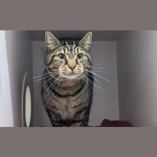 Photo of Gordo