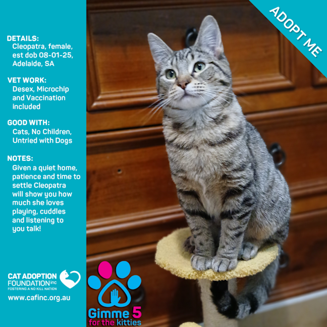 Photo of Cleopatra Just $120 Fully Vetted!