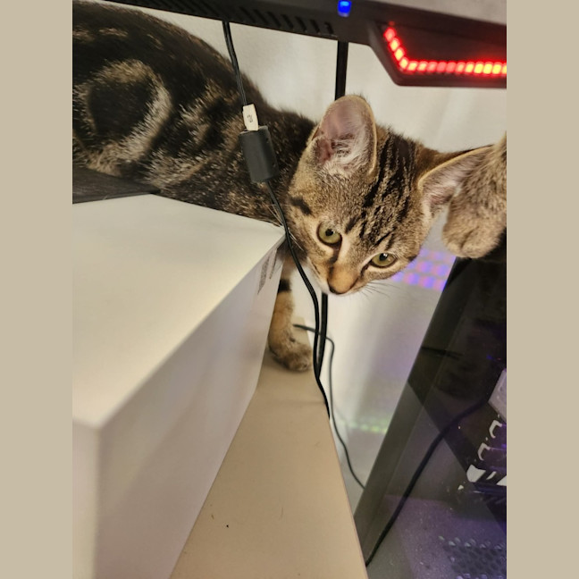 Photo of Misty