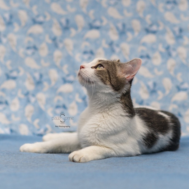 Photo of Blossom **2nd Chance Cat Rescue**