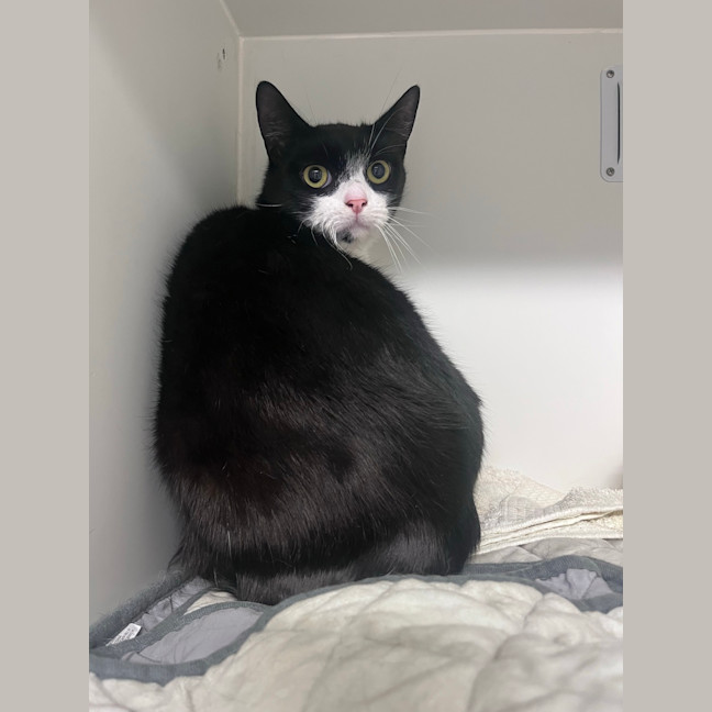 Photo of Oreo