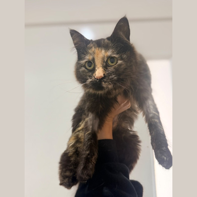 Photo of Torracat