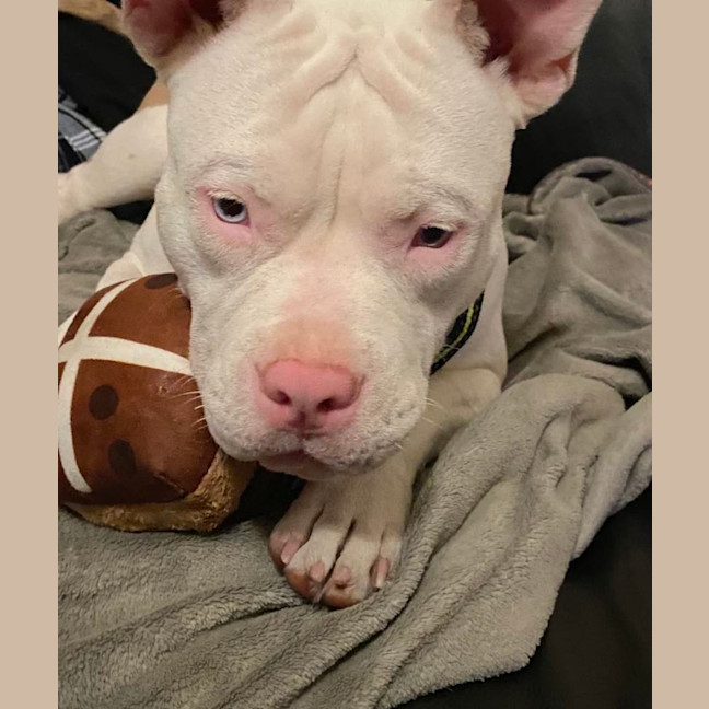 Photo of Onyx