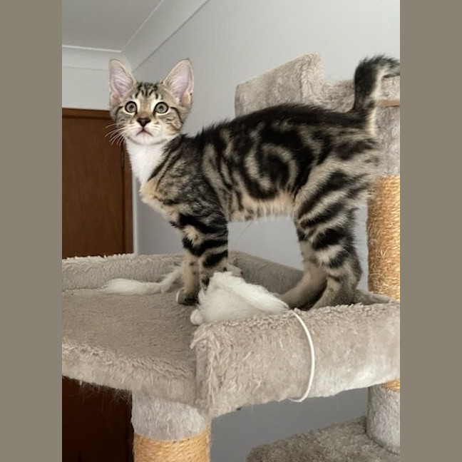 Photo of Cherry Bomb