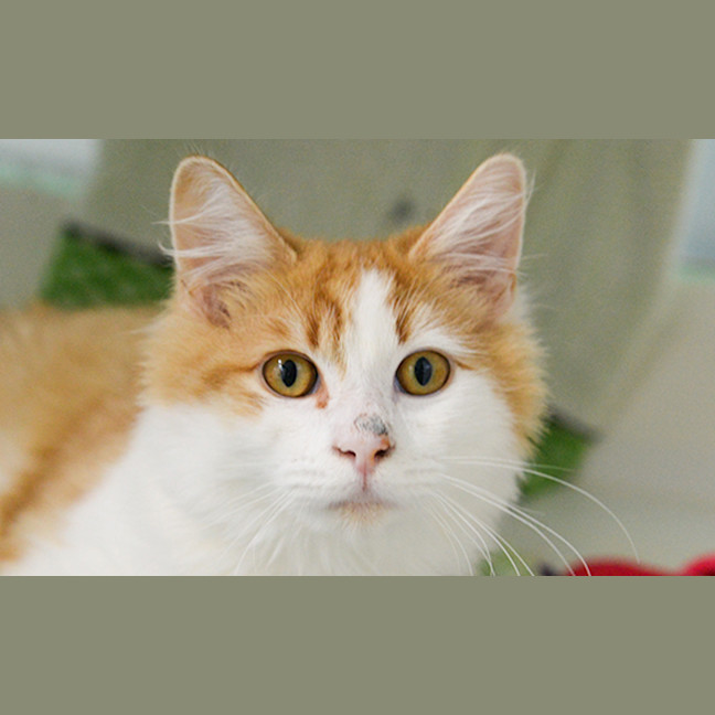 Photo of Tinker