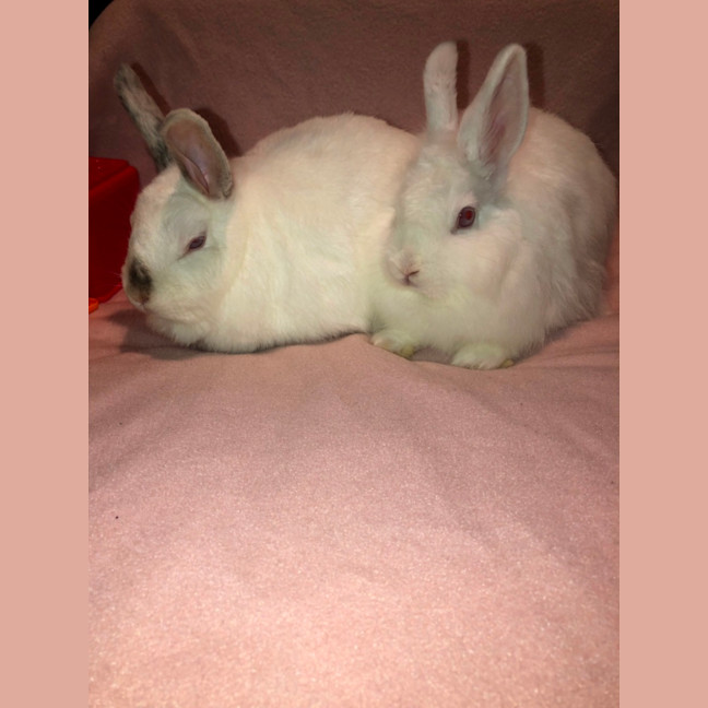 Photo of Blizzard & Odette 