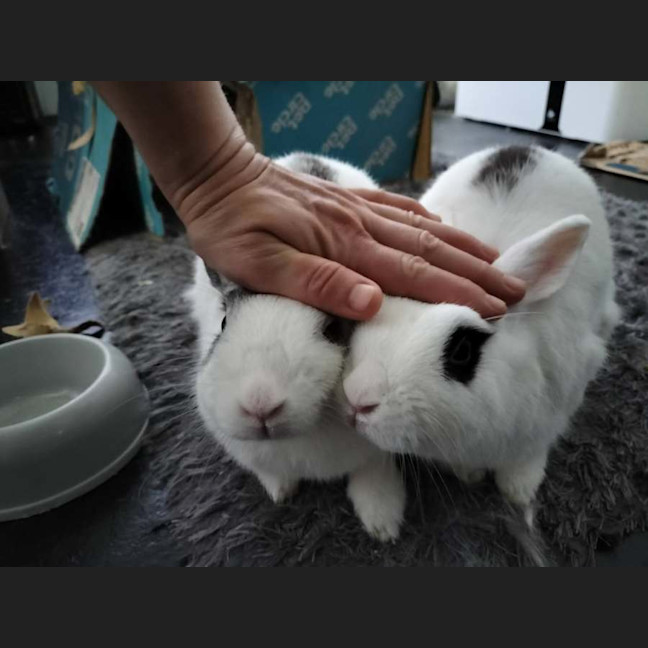 Photo of Meekoh (W Floretta)