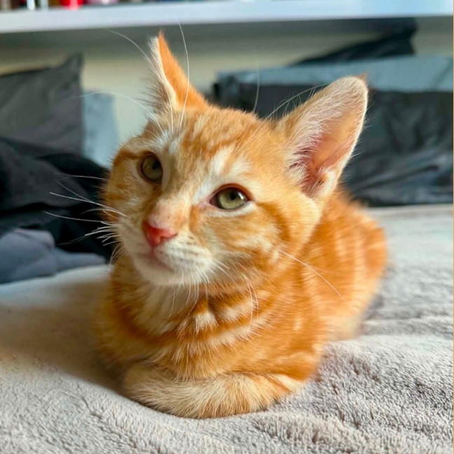 Photo of Cheezel