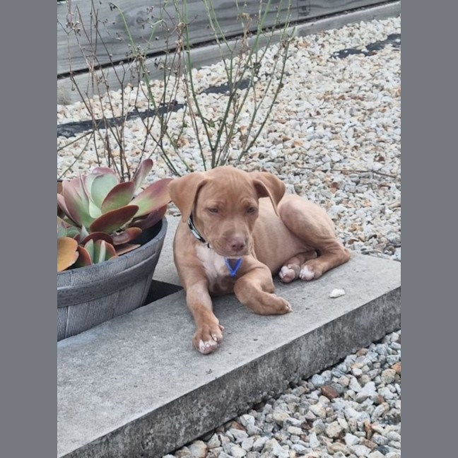 Photo of Pippa   11 Week Old Staffy (On Trial)