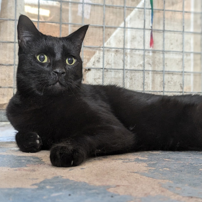 Photo of Dewey