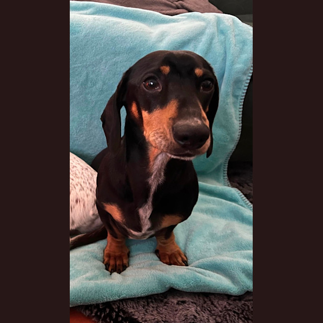 Photo of Scooby   4 Year Old Miniature Dachshund
