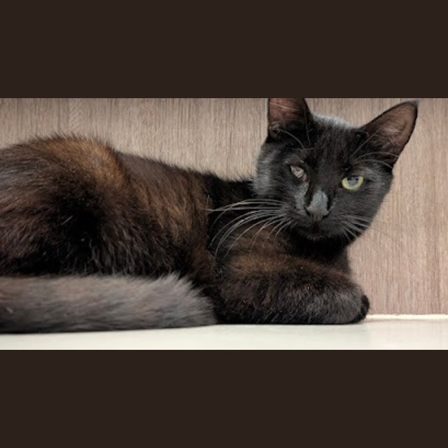 Photo of Luna Noirette