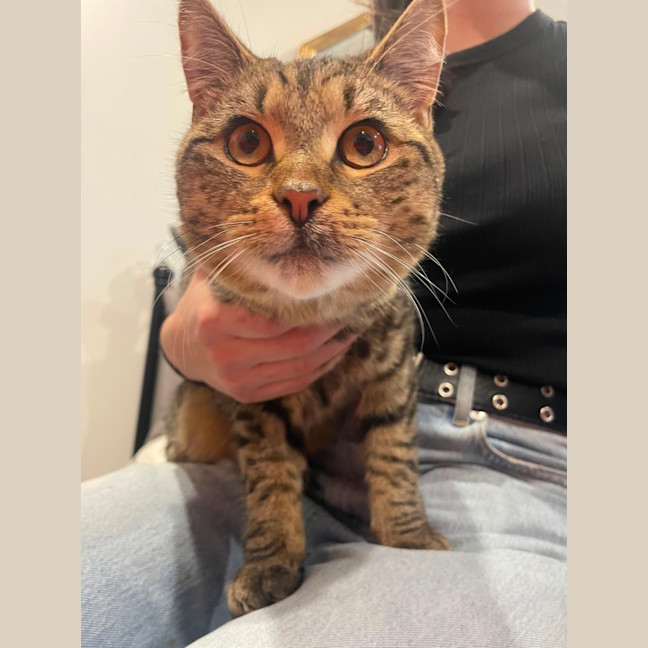 Photo of Bandit Meet Me At Petstock Keysborough Store