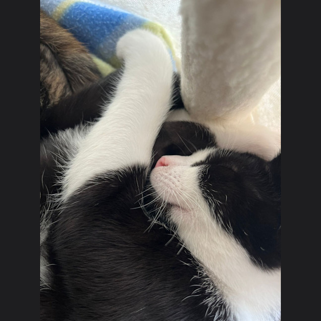 Photo of Alfred 