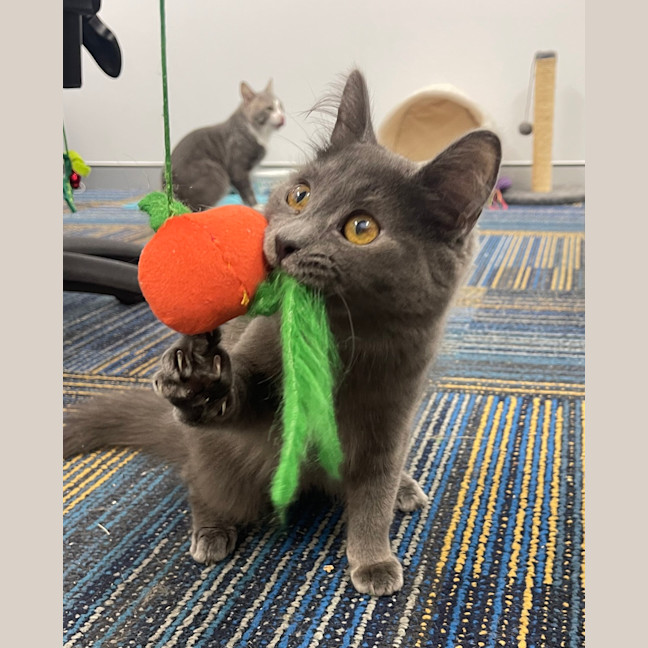 Photo of Schrodie