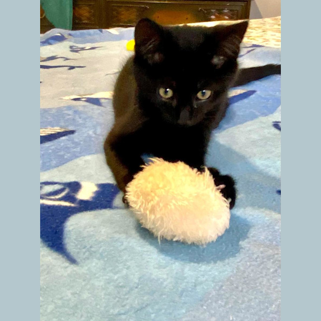 Photo of Simba & Apollo