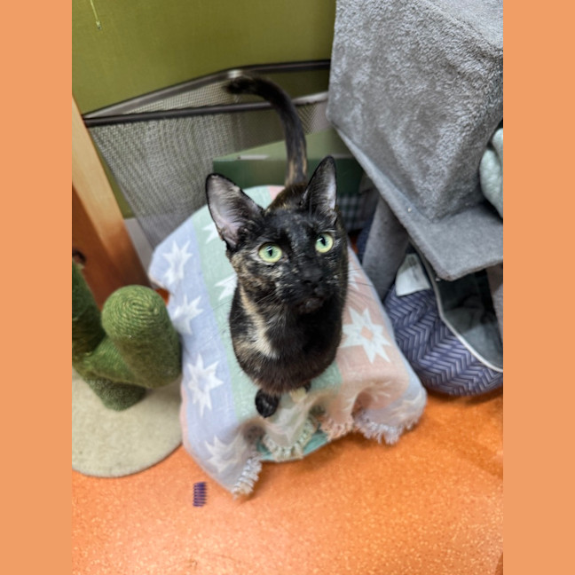 Photo of Dottie