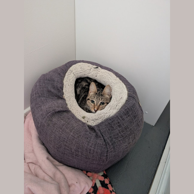 Photo of Cookie