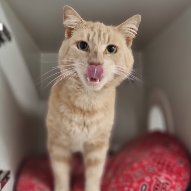 Photo of Custard