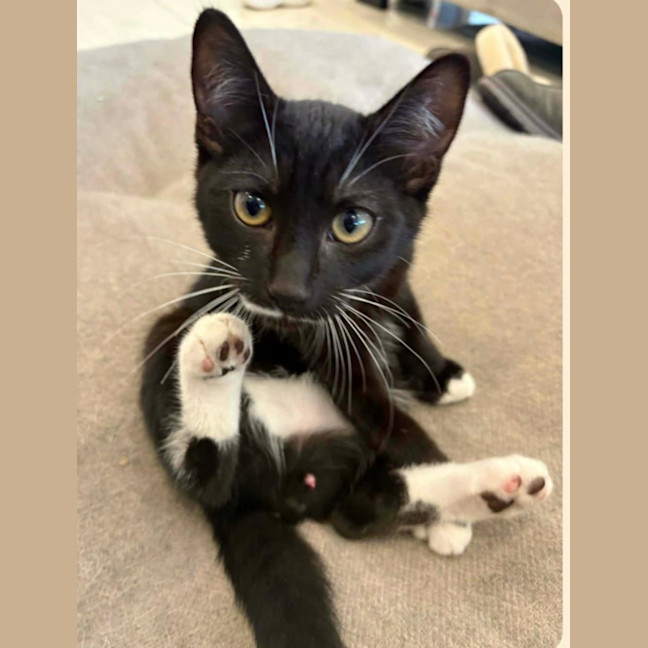 Photo of Rocky